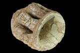 Fossil Xiphactinus (Cretaceous Fish) Vertebra - Kansas #139302-1